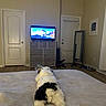 Cooper is registered to the contest to win money with this photo: animal, animation, bed, blanket, carpet, cozy, dog, door, dumbbells, floor, furniture, indoor, mirror, pet, relaxing, room, television, watching_tv, white_black_dog, window