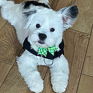 Cooper is registered to the contest to win money with this photo: adorable, animal, black_fur, bow_tie, collar, cute, dog, domestic_animal, ears, flooring, fur, indoor, laying_down, looking_at_camera, pet, portrait, puppy, small_dog, white_fur, wooden_floor