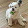 Cooper
