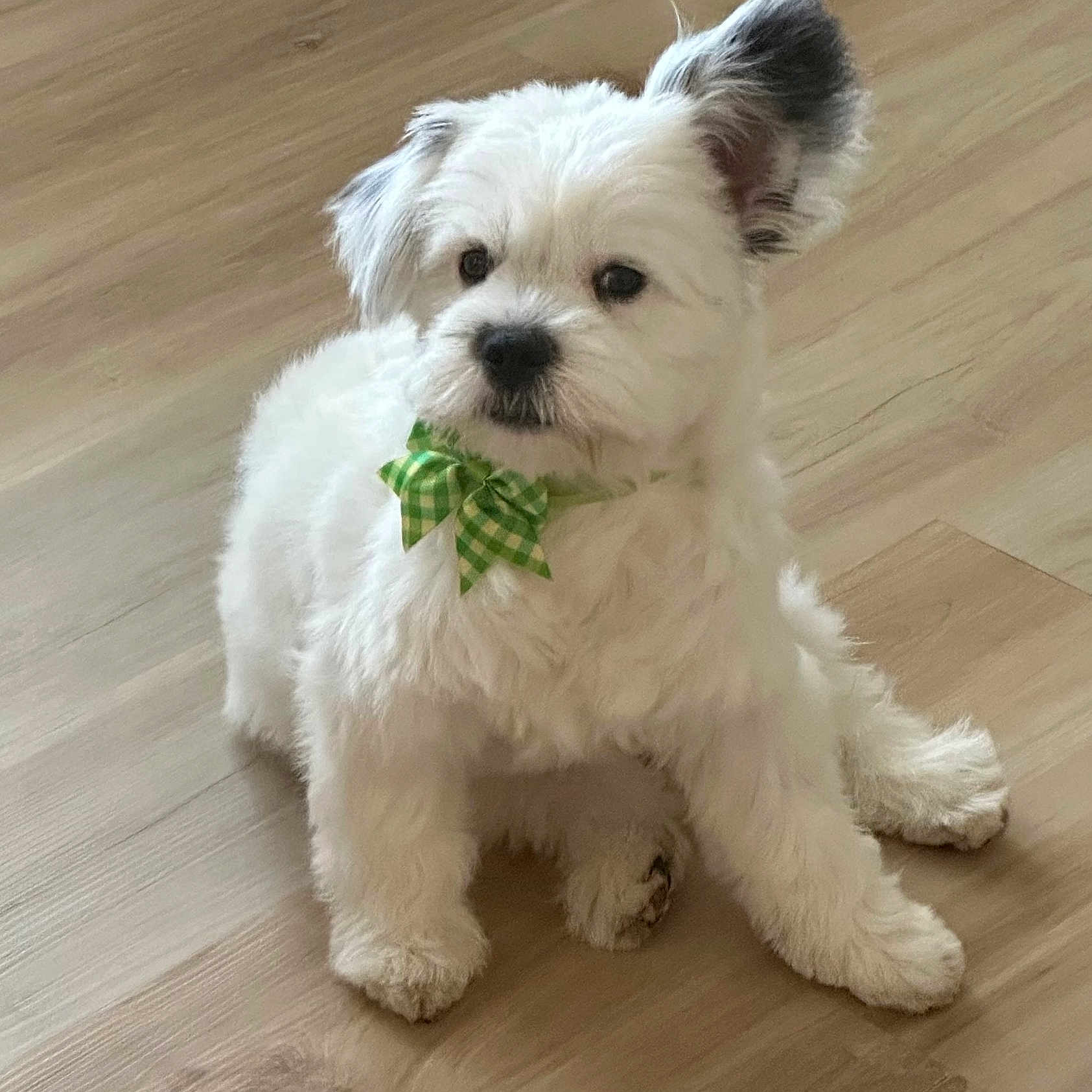 Cooper
