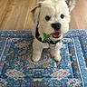 Cooper joined the competition — help win amazing prizes! animal, bow_tie, collar, cute, dog, domestic_animal, floor, fluffy, happy, indoor, looking_at_camera, mat, one_ear_up, patterned_mat, pet, puppy, small_dog, smiling, white_dog, wooden_floor