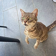 Rio participe au concours pour gagner de l'argent avec cette photo : cat, tabby_cat, green_eyes, whiskers, pet, animal, indoor, floor, tile_floor, curious, looking_up, feline, domestic_cat, sitting, playful, close_up, four_legs, ears, tail, chair_leg