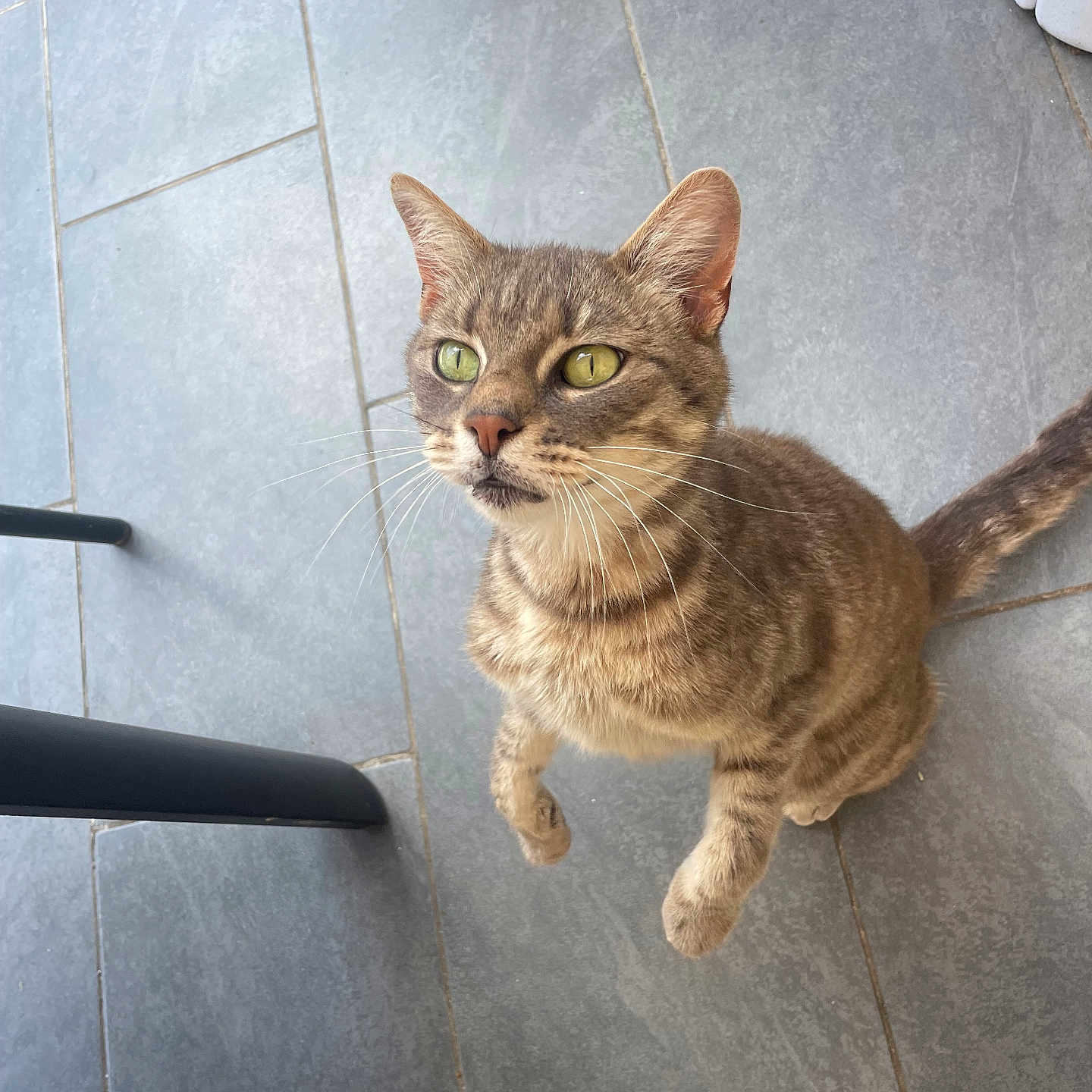 Rio participe au concours pour gagner de l'argent avec cette photo : animal, cat, chair_leg, close_up, curious, domestic_cat, ears, feline, floor, four_legs, green_eyes, indoor, looking_up, pet, playful, sitting, tabby_cat, tail, tile_floor, whiskers