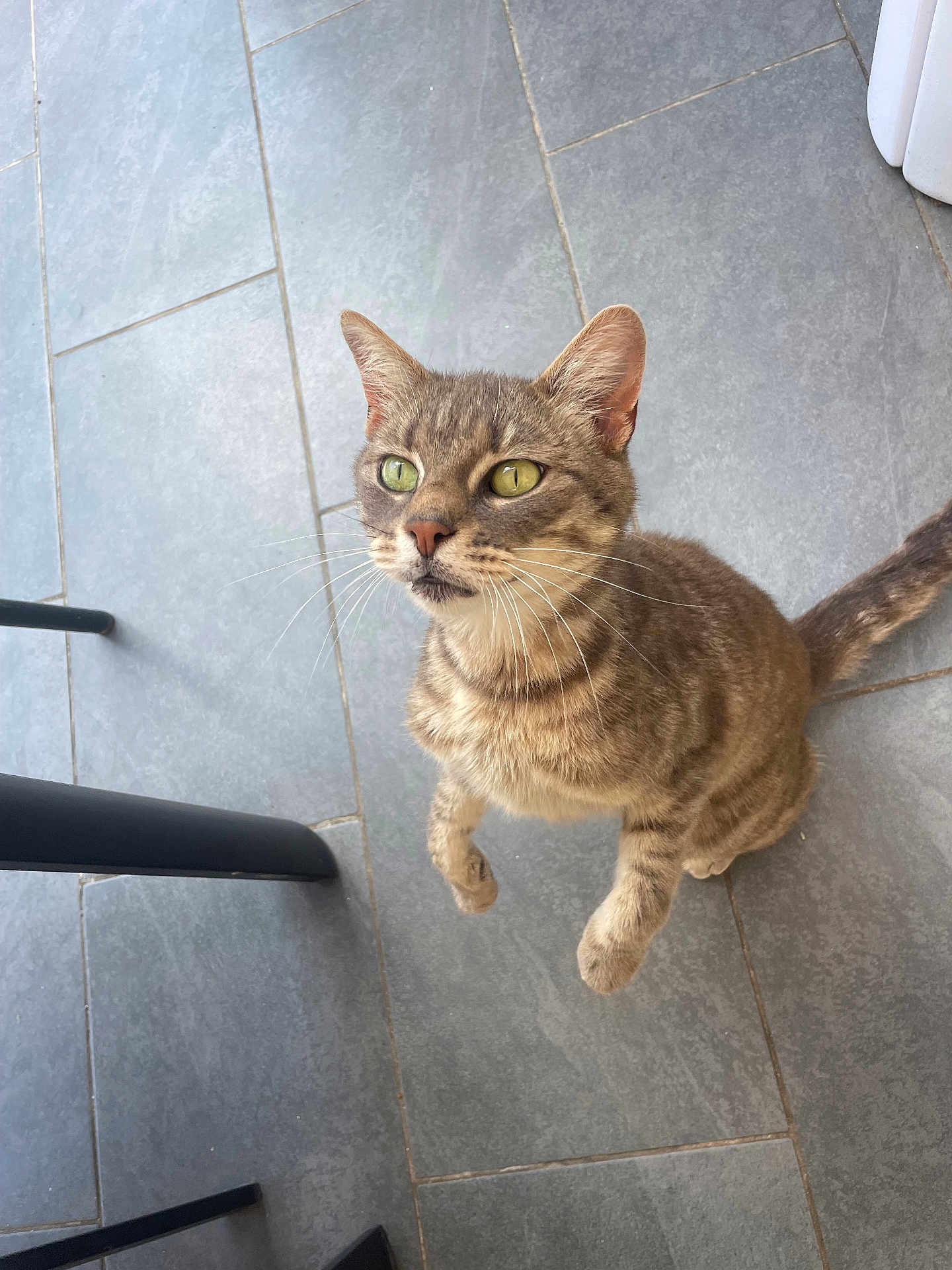 Rio participe au concours pour gagner de l'argent avec cette photo : cat, tabby_cat, green_eyes, whiskers, pet, animal, indoor, floor, tile_floor, curious, looking_up, feline, domestic_cat, sitting, playful, close_up, four_legs, ears, tail, chair_leg