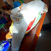 Simba is registered to the contest to win money with this photo: cat, blue_eyes, cream_cat, stretched_paws, wooden_table, sunlight, indoor, pet, purse, mirror, lamp, wall_decor, sticker, jars, reflection, colorful_bag, relaxed, tabletop, home_interior, floor_tiles