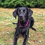 Vanille a rejoint le concours — aidez-le/la à gagner de superbes lots ! dog, black_dog, collar, pink_collar, grass, outdoor, pet, animal, lying_down, brown_eyes, nature, canine, muzzle, ears, fur, summer, daylight, portrait, focus, background_blur