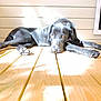 Vanille a rejoint le concours — aidez-le/la à gagner de superbes lots ! dog, black_dog, animal, pet, wooden_deck, sunlight, outdoor, relaxed, lying_down, paw, fur, daylight, resting, canine, sunshine, calm, domestic_animal, snout, ears, quiet