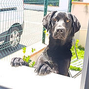 Vanille a rejoint le concours — aidez-le/la à gagner de superbes lots ! dog, black_dog, pet, animal, outdoor, fence, garden, sunlight, paw, window, curious, looking, shiny_fur, amber_eyes, daylight, domestic_animal, canine, front_view, young_dog, alert