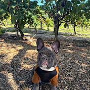Niko is registered to the contest to win money with this photo: dog, french_bulldog, puppy, outdoor, vineyard, grapevines, greenery, sunlight, brown_shirt, sitting, leaves, twigs, nature, cute, pet, animal, young_dog, ears, fur, ground