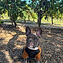 dog, french_bulldog, puppy, outdoor, vineyard, grapevines, greenery, sunlight, brown_shirt, sitting, leaves, twigs, nature, cute, pet, animal, young_dog, ears, fur, ground