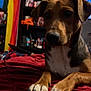 Brook And Roxy is registered to the contest to win money with this photo: dog, pet, indoor, blanket, red, shelf, flag, pride_flag, brown, black, white, paws, face, ears, nail, fur, room, furniture, television, relaxing