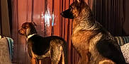 Brook And Roxy is registered to the contest to win money with this photo: dog, german_shepherd, mixed_breed, indoor, curtains, window, couch, striped_furniture, table, pet, animal, alert, side_view, warm_lighting, furniture, domestic, companion, watching, home, cozy