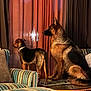 dog, german_shepherd, mixed_breed, indoor, curtains, window, couch, striped_furniture, table, pet, animal, alert, side_view, warm_lighting, furniture, domestic, companion, watching, home, cozy