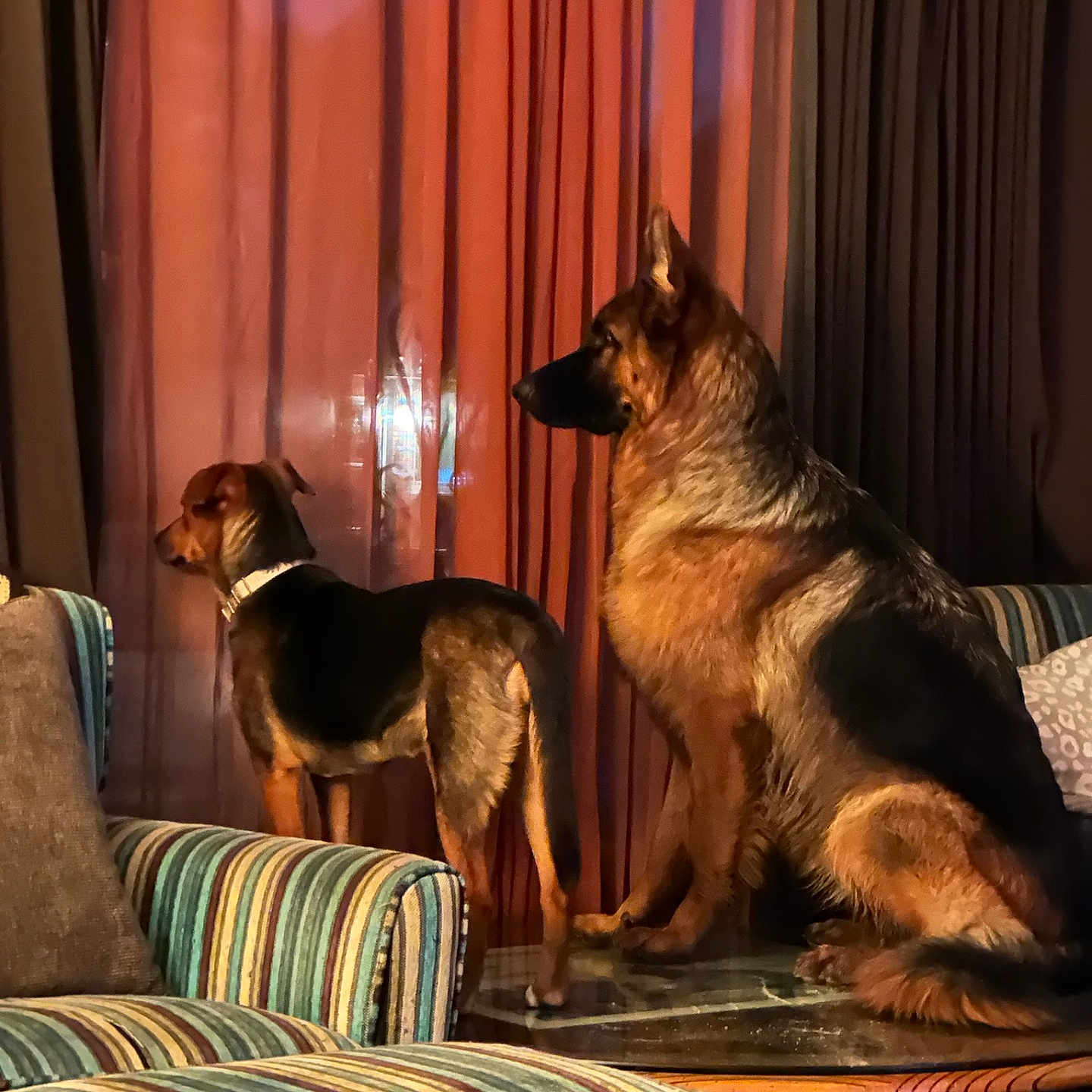 Brook And Roxy is registered to the contest to win money with this photo: alert, animal, companion, couch, cozy, curtains, dog, domestic, furniture, german_shepherd, home, indoor, mixed_breed, pet, side_view, striped_furniture, table, warm_lighting, watching, window