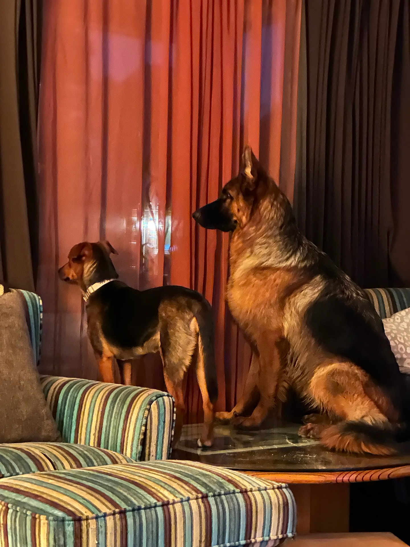 Brook And Roxy is registered to the contest to win money with this photo: dog, german_shepherd, mixed_breed, indoor, curtains, window, couch, striped_furniture, table, pet, animal, alert, side_view, warm_lighting, furniture, domestic, companion, watching, home, cozy