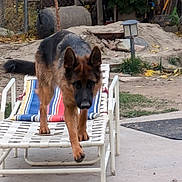 Brook And Roxy is registered to the contest to win money with this photo: german_shepherd, dog, lounge_chair, outdoor, yard, grass, concrete, plant, lamp_post, fence, garden_tools, leaves, pet, canine, animal, walking, daylight, nature, backyard, colorful_cushion