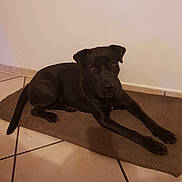 Niska participe au concours pour gagner de l'argent avec cette photo : borador, canidae, carnivore, dog, dog_breed, fawn, floor, guard_dog, labrador_retriever, patterdale_terrier, snout, sporting_group, tail