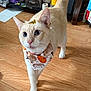 cat, cream_colored, blue_eyes, bandana, pumpkin_pattern, golden_bow, wooden_floor, indoor, pet, walking, curious, whiskers, ears, tail, household_items, decor, feline, cute, domestic_animal, close_up