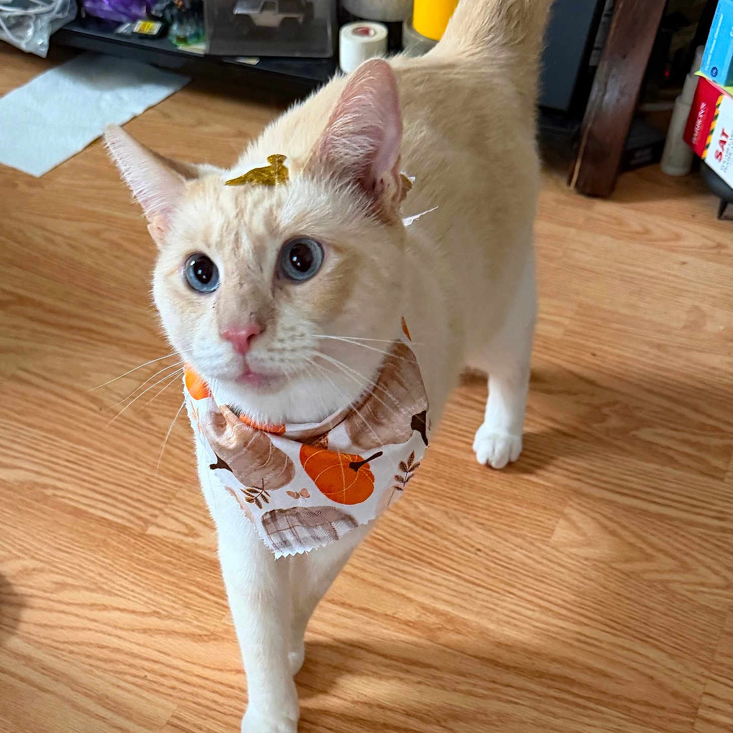 Prince Gojo joined the competition — help win amazing prizes! bandana, blue_eyes, cat, close_up, cream_colored, curious, cute, decor, domestic_animal, ears, feline, golden_bow, household_items, indoor, pet, pumpkin_pattern, tail, walking, whiskers, wooden_floor