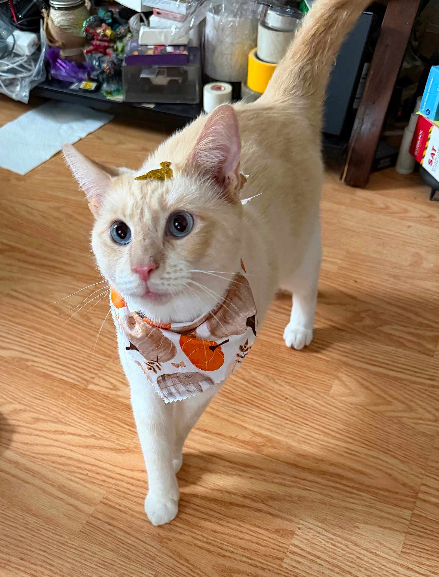 Prince Gojo joined the competition — help win amazing prizes! cat, cream_colored, blue_eyes, bandana, pumpkin_pattern, golden_bow, wooden_floor, indoor, pet, walking, curious, whiskers, ears, tail, household_items, decor, feline, cute, domestic_animal, close_up