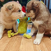 Aslan.vs.alaska participe au concours pour gagner de l'argent avec cette photo : puppy, dog, toy, yellow_toy, floor, wooden_floor, christmas_tree, ornaments, holiday, cute, fluffy, pet, indoor, animal, brown_puppy, white_puppy, playful, closeup, nose_to_nose, decorations