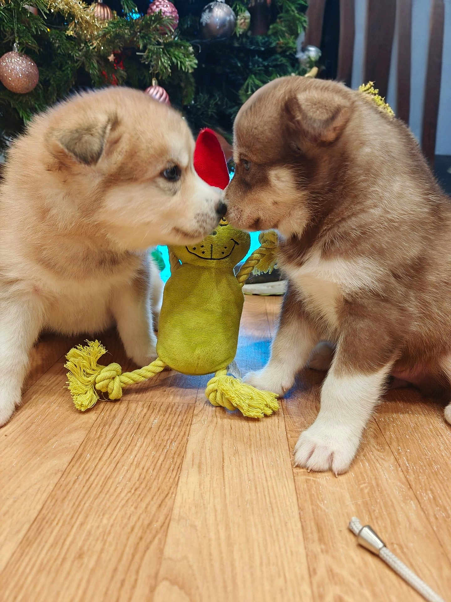Aslan.vs.alaska participe au concours pour gagner de l'argent avec cette photo : puppy, dog, toy, yellow_toy, floor, wooden_floor, christmas_tree, ornaments, holiday, cute, fluffy, pet, indoor, animal, brown_puppy, white_puppy, playful, closeup, nose_to_nose, decorations