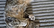 Caroline is registered to the contest to win money with this photo: cat, tabby_cat, pet, sleeping, cozy, fur, paws, blanket, gray, striped, cute, domestic_animal, resting, indoor, relaxed, animal, whiskers, soft, fur_pattern, nap
