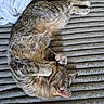 cat, tabby_cat, pet, sleeping, cozy, fur, paws, blanket, gray, striped, cute, domestic_animal, resting, indoor, relaxed, animal, whiskers, soft, fur_pattern, nap