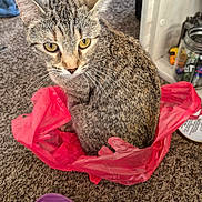 Caroline is registered to the contest to win money with this photo: cat, tabby_cat, plastic_bag, carpet, indoor, footwear, sandal, purple, black, yellow_eyes, feline, pet, curious, sitting, household_items, jar, clutter, closeup, domestic_animal, fur