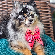 Luna is registered to the contest to win money with this photo: dog, pomeranian, merle, heterochromia, blue_eye, brown_eye, bow, pink_bow, polka_dot, fur, fluffy, pet, cute, small_dog, cushion, wicker_chair, indoor, portrait, decorative, adorable