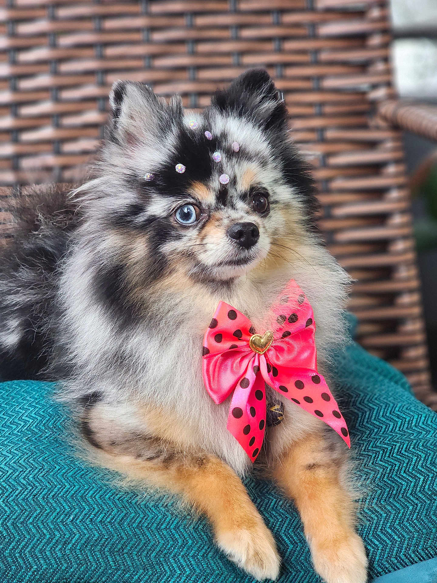 Luna is registered to the contest to win money with this photo: dog, pomeranian, merle, heterochromia, blue_eye, brown_eye, bow, pink_bow, polka_dot, fur, fluffy, pet, cute, small_dog, cushion, wicker_chair, indoor, portrait, decorative, adorable