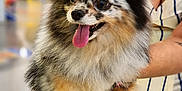 Luna is registered to the contest to win money with this photo: dog, pomeranian, fluffy, multicolored, bow, rainbow, purple_star, tongue_out, happy, pet, animal, leash, person, holding, dress, striped_clothing, indoor, blurred_background, cute, small_dog