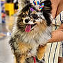 dog, pomeranian, fluffy, multicolored, bow, rainbow, purple_star, tongue_out, happy, pet, animal, leash, person, holding, dress, striped_clothing, indoor, blurred_background, cute, small_dog