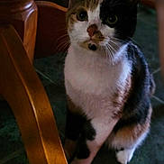 Arial joined the competition — help win amazing prizes! animal, calico, cat, close_up, curious, domestic_cat, eyes, face, feline, floor, fur, household, indoor, mammal, pet, quiet, sitting, tile_floor, whiskers, wooden_chair