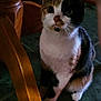 animal, calico, cat, close_up, curious, domestic_cat, eyes, face, feline, floor, fur, household, indoor, mammal, pet, quiet, sitting, tile_floor, whiskers, wooden_chair