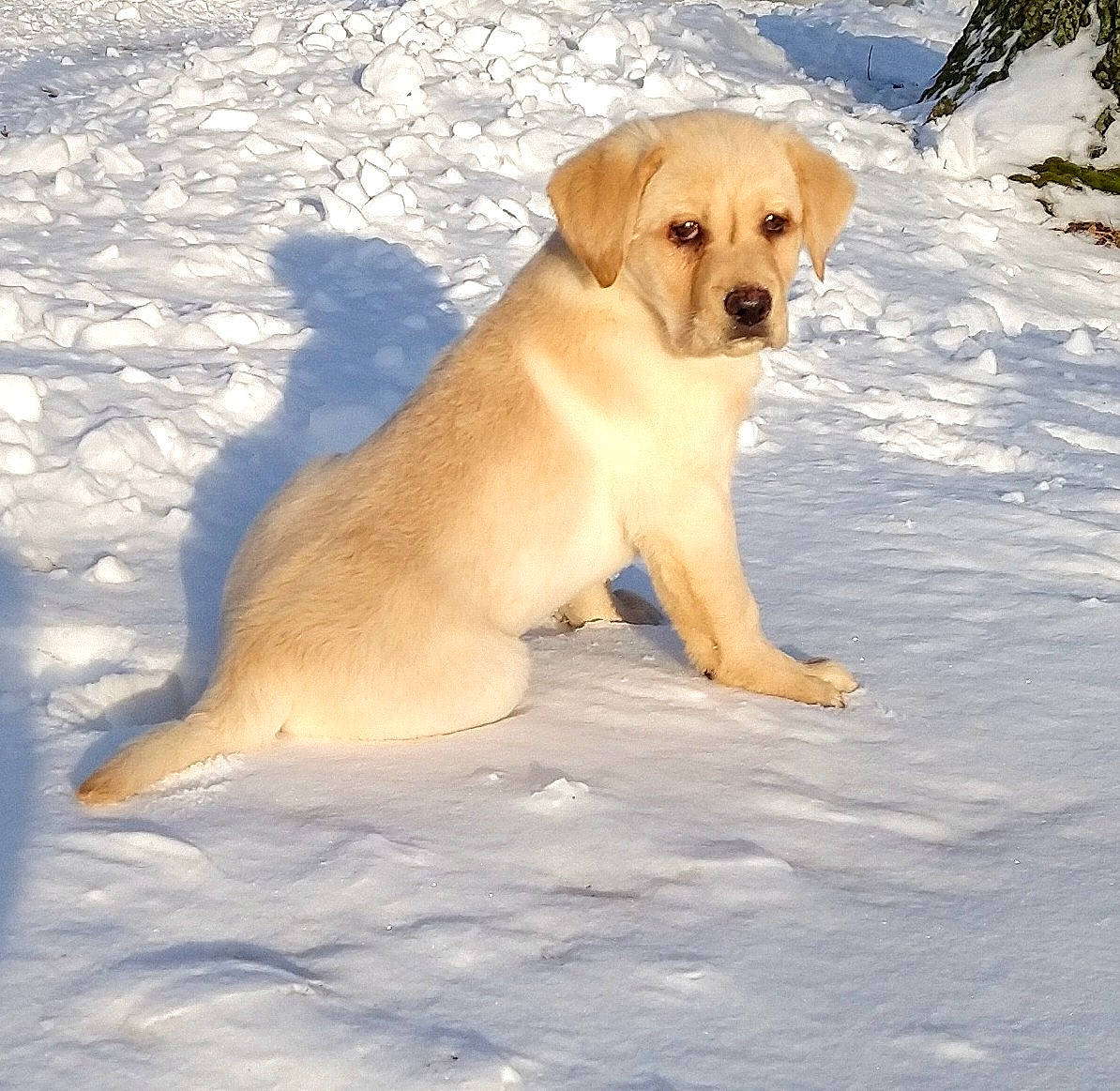 Milo is registered to the contest to win money with this photo: carnivore, companion_dog, dog, dog_breed, fawn, freezing, gun_dog, hunting_dog, retriever, snow, tail, tree, winter, working_dog