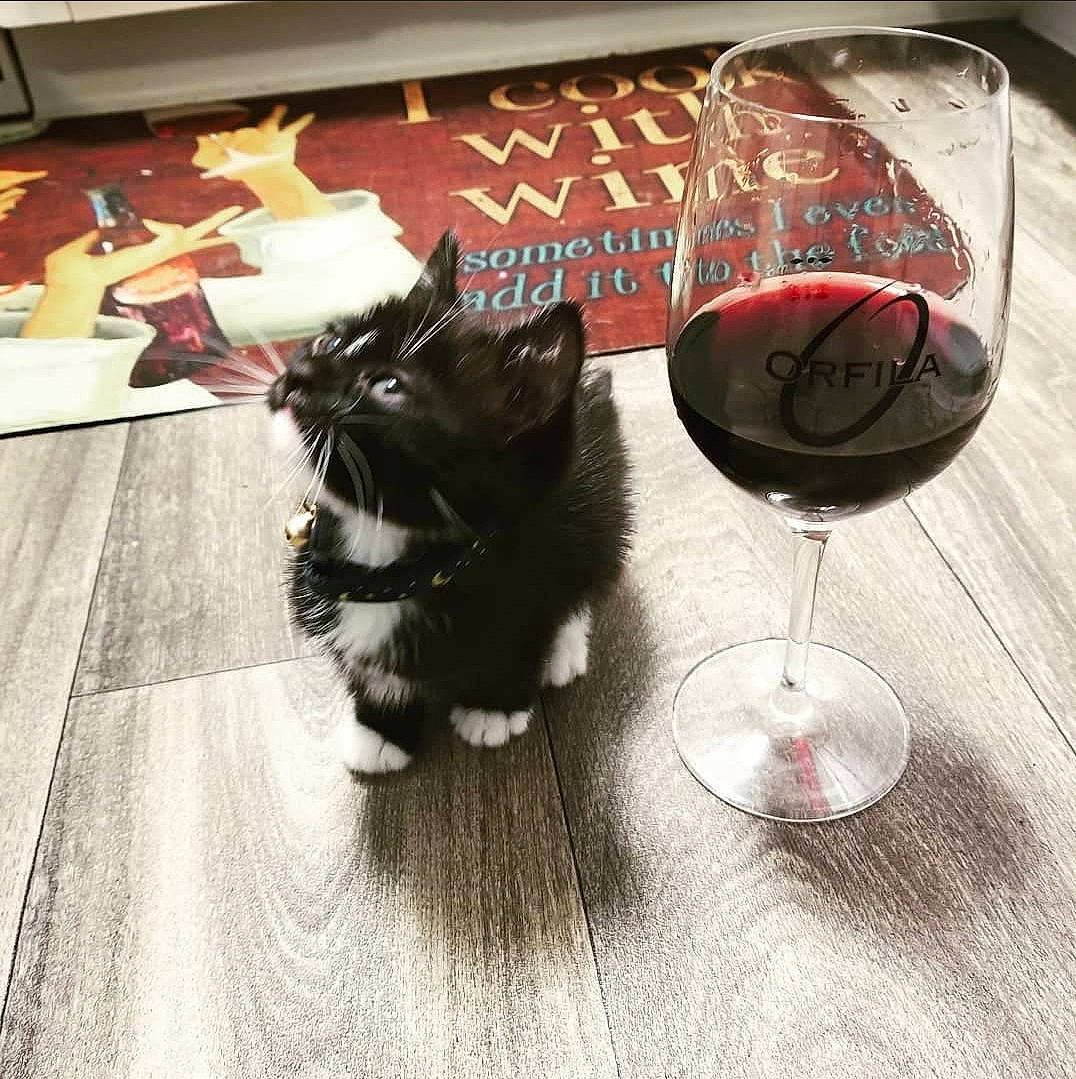 Figgie is registered to the contest to win money with this photo: alcoholic_beverage, barware, burgundy_wine, carnivore, champagne_stemware, cocktail, companion_dog, dessert_wine, dog_breed, drink, drinkware, felidae, flooring, glass_bottle, red_wine, snifter, stemware, tableware, wine, wine_glass