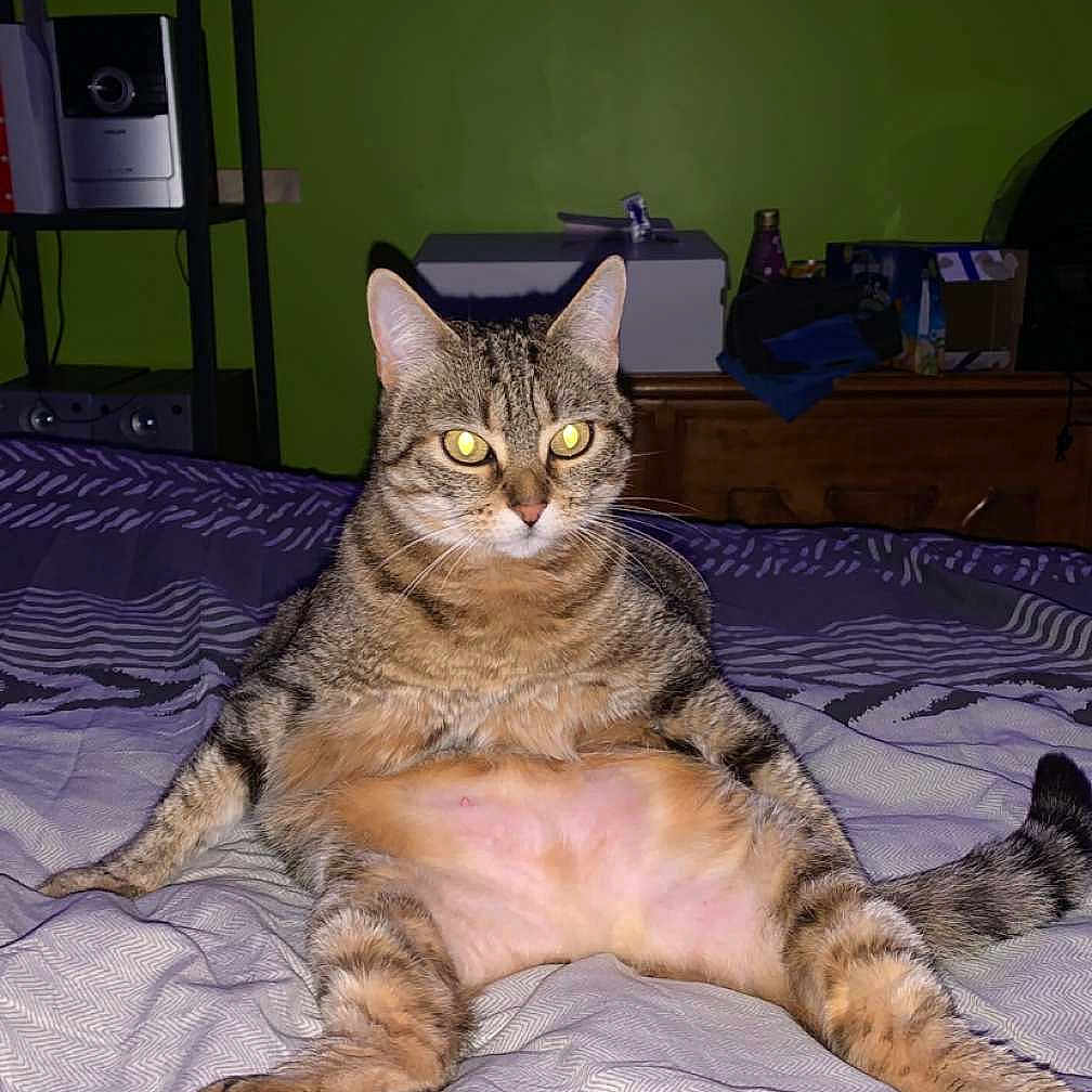 Nini a rejoint le concours — aidez-le/la à gagner de superbes lots ! animal, bed, cat, cute, domestic, eyes_reflecting, feline, flash, fur, furniture, home, indoor, legs_spread, pet, relaxed, sitting, striped, tabby, tail, whiskers