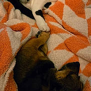 Minnow is registered to the contest to win money with this photo: cat, dog, animal, pet, blanket, orange, white, black, resting, sleeping, cozy, paw, friendship, indoor, fur, cute, companion, relaxation, soft, bed
