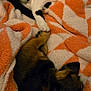 cat, dog, animal, pet, blanket, orange, white, black, resting, sleeping, cozy, paw, friendship, indoor, fur, cute, companion, relaxation, soft, bed
