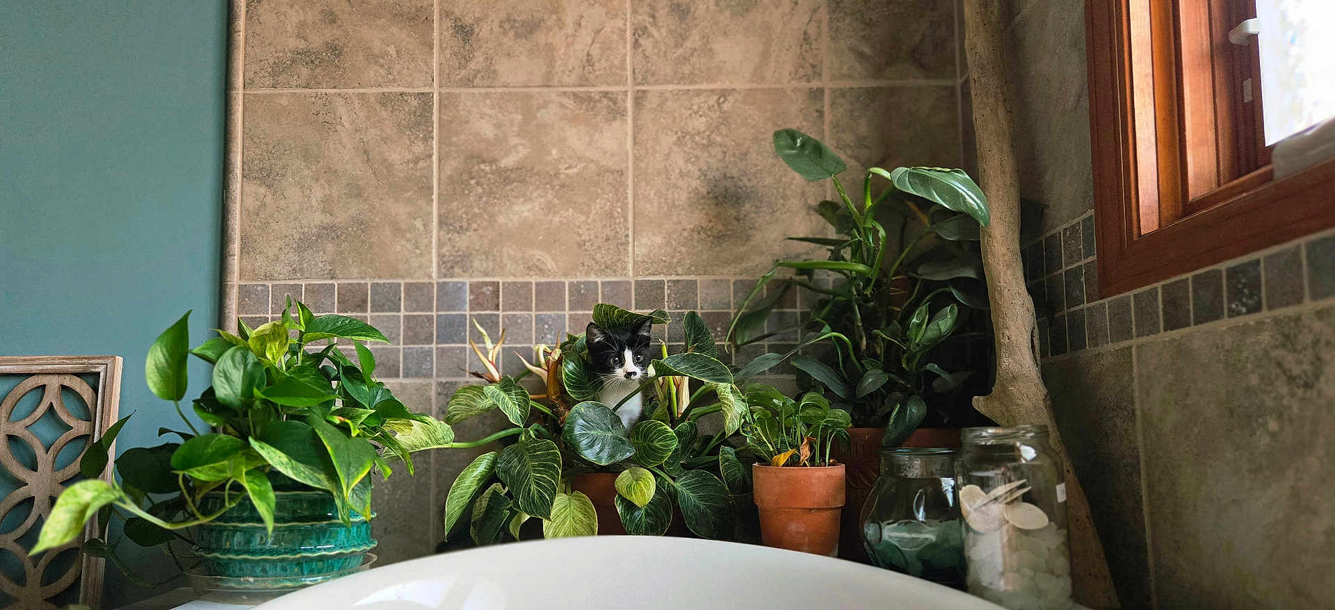 Minnow joined the competition — help win amazing prizes! cat, houseplants, greenery, indoor, tile_wall, window, wood_frame, pottery, ceramic_pot, glass_jars, leaf, nature, curious, black_and_white, pet, domestic_cat, flora, home_decor, natural_light, cozy