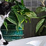 Minnow is registered to the contest to win money with this photo: cat, kitten, black_and_white, indoor, plant, potted_plant, green_leaves, curious, pet, animal, feline, young_cat, sitting, side_view, houseplant, fur, whiskers, domestic_cat, closeup, natural_light