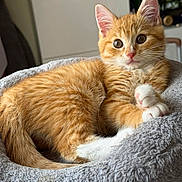 Caramel a rejoint le concours — aidez-le/la à gagner de superbes lots ! kitten, cat, orange_tabby, white_paws, pet, animal, feline, cute, cozy, plush_bed, indoor, fur, whiskers, ears, tail, relaxed, young, domestic_cat, curious, closeup