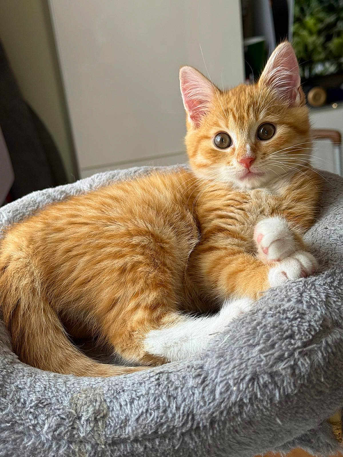 Caramel