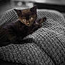 Shadow participe au concours pour gagner de l'argent avec cette photo : animal, black_cat, blanket, cat, closeup, cozy, cute, eyes, feline, fur, indoor, kitten, pet, resting, sleepy, small, soft, texture, whiskers, young