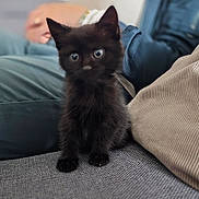 Shadow a rejoint le concours — aidez-le/la à gagner de superbes lots ! animal, black_kitten, blurred_background, cat, closeup, cozy, curious, cute, domestic, fabric, feline, furry, home, indoor, pet, sitting, small, soft, texture, young
