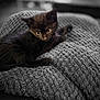Shadow a rejoint le concours — aidez-le/la à gagner de superbes lots ! animal, black_cat, blanket, closeup, cozy, curious, cute, domestic_cat, fur, furry, indoor, kitten, pet, resting, sleepy, small, soft_light, texture, whiskers, young