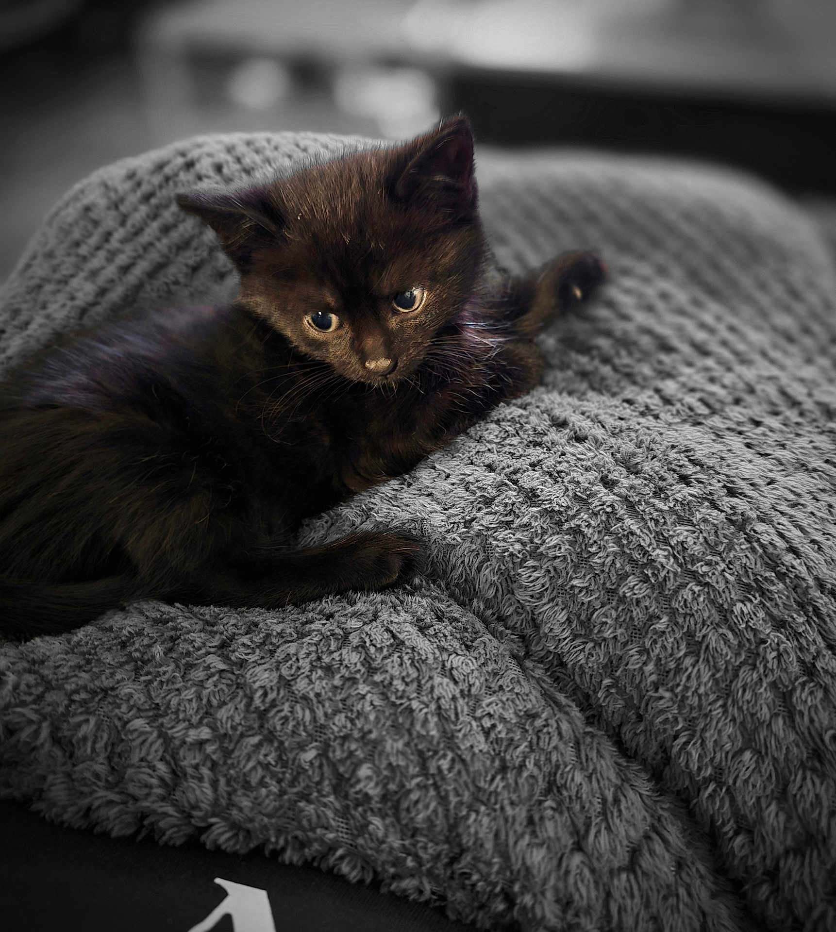 Shadow