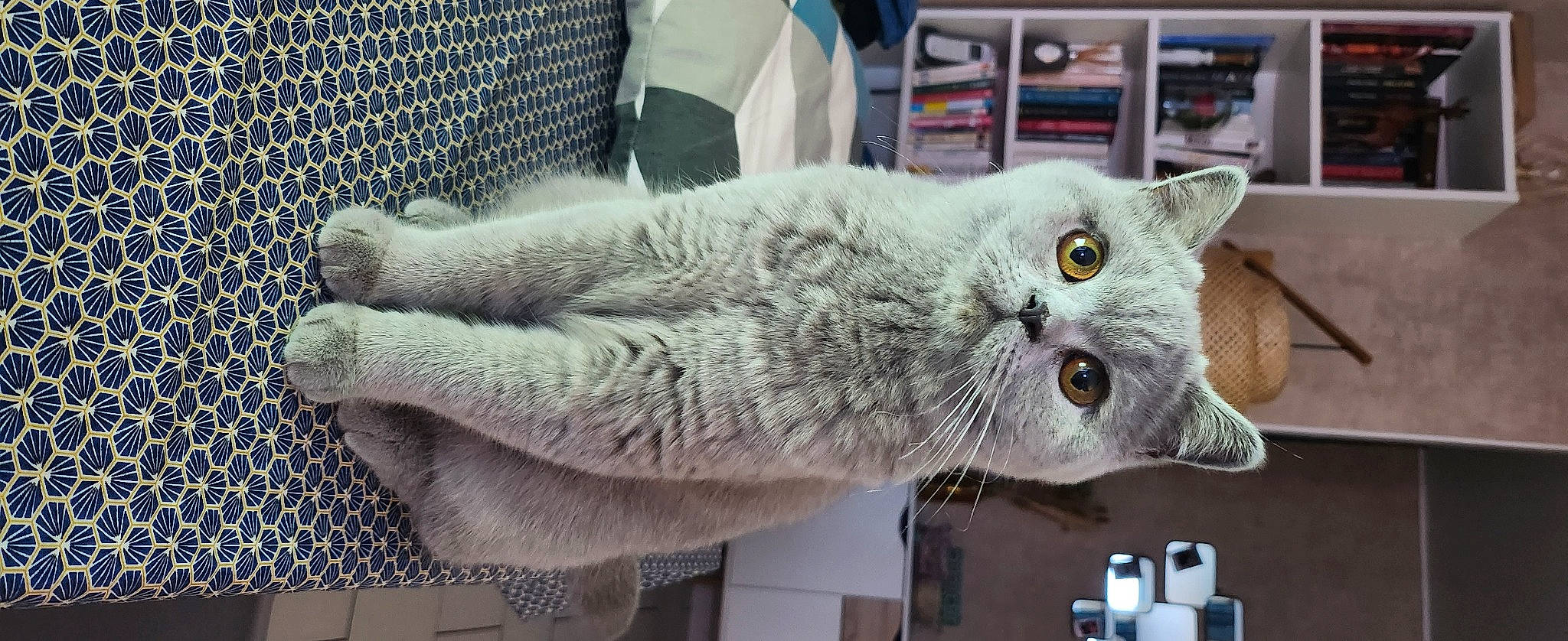 Tiana a rejoint le concours — aidez-le/la à gagner de superbes lots ! carnivore, cat, cat_supply, domestic_short_haired_cat, felidae, fur, grey, plant, small_to_medium_sized_cats, snout, tail, whiskers