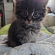 Django is registered to the contest to win money with this photo: kitten, cat, indoor, blanket, fluffy, cute, pet, fur, eyes, young, cozy, soft, animal, domestic, portrait, furniture, couch, window, natural_light, curious